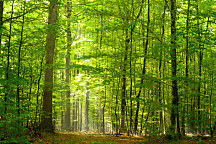 obraz krása lesa